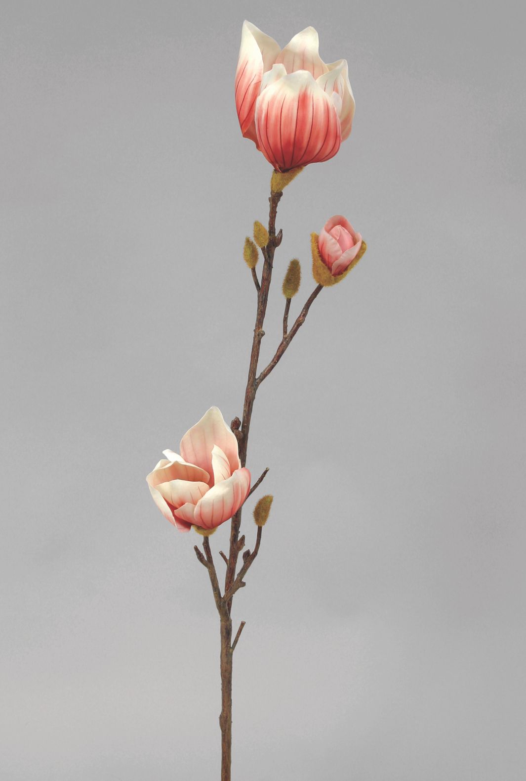 Magnolia