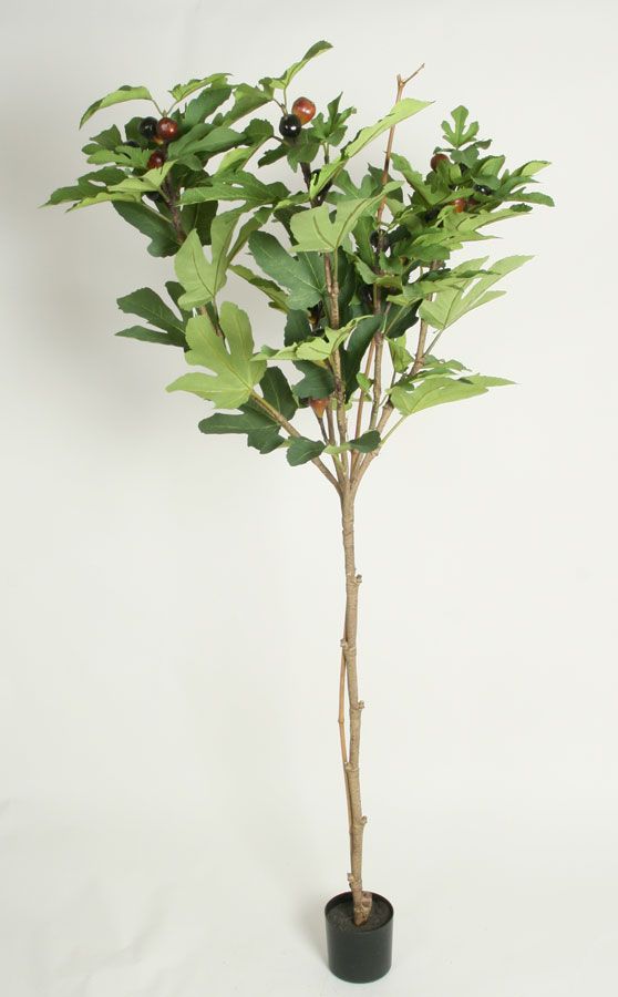 fig tree 