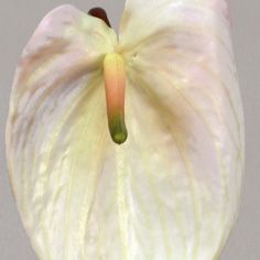 Anthurium
