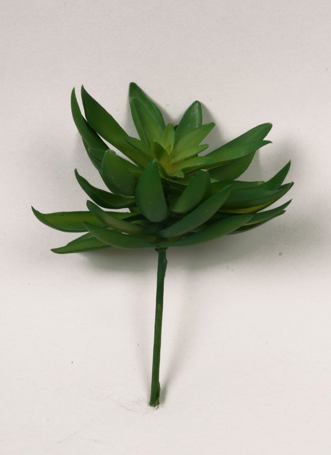 succulent 