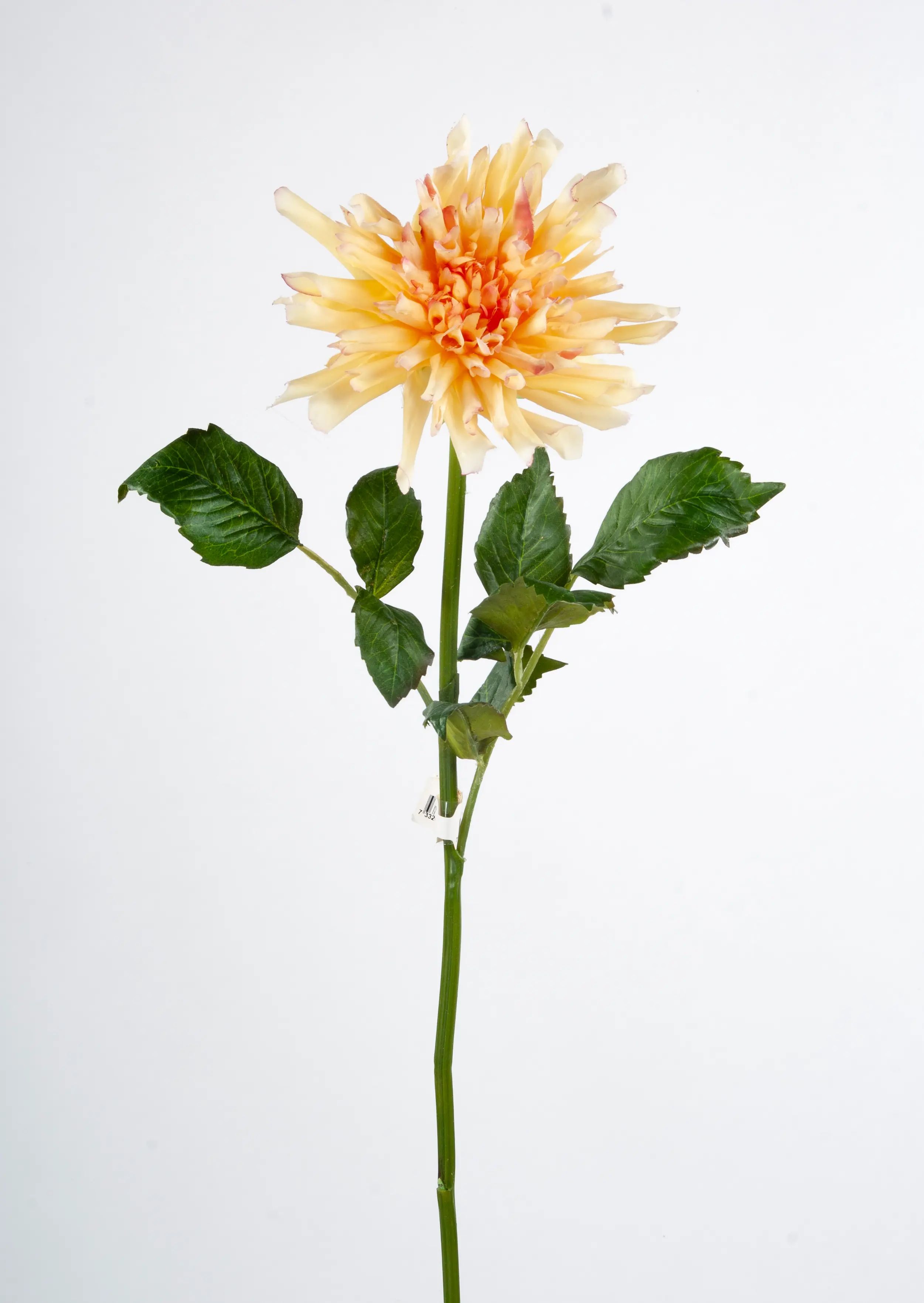 Decorative Dahlia