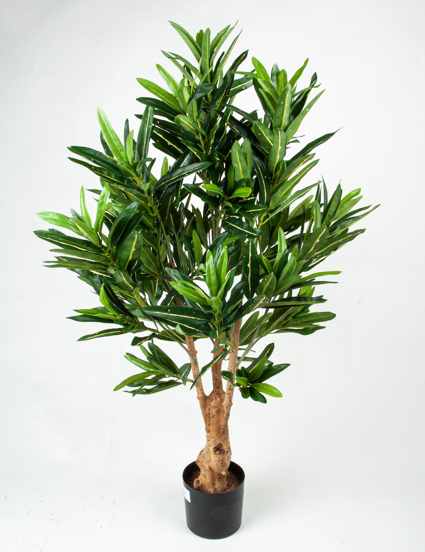 Croton