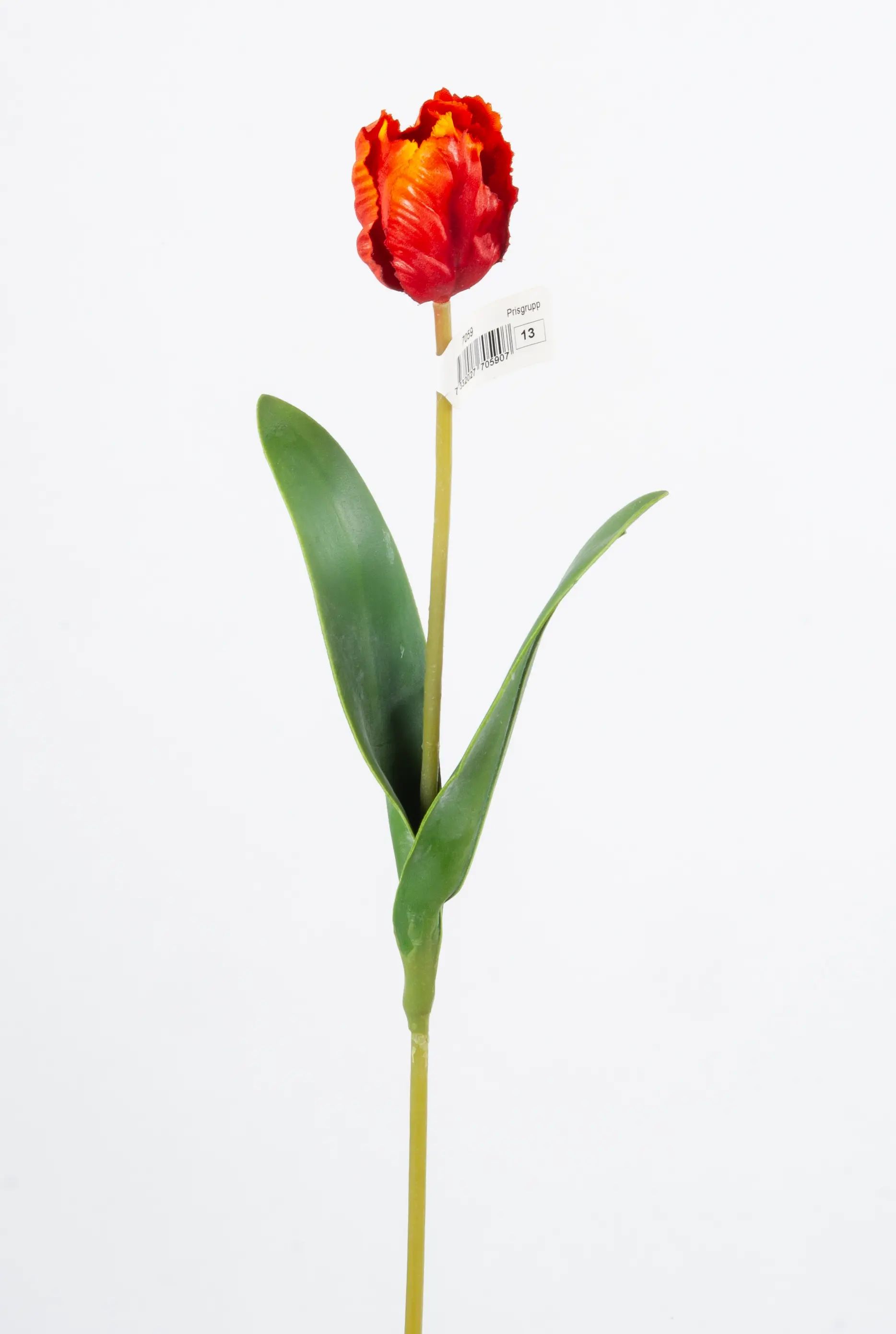 parrot tulip