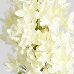 Lilac spray