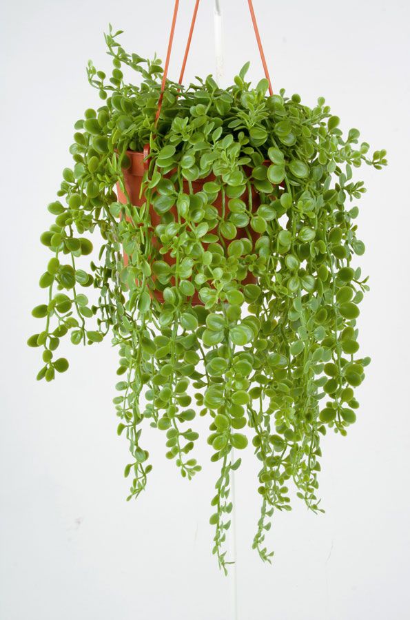 dischidia 