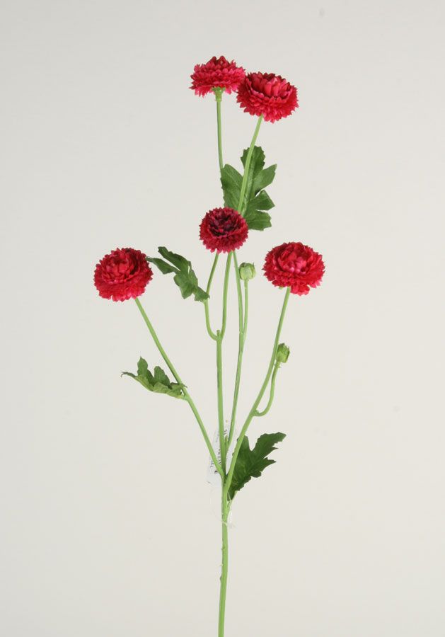 mini callistephus