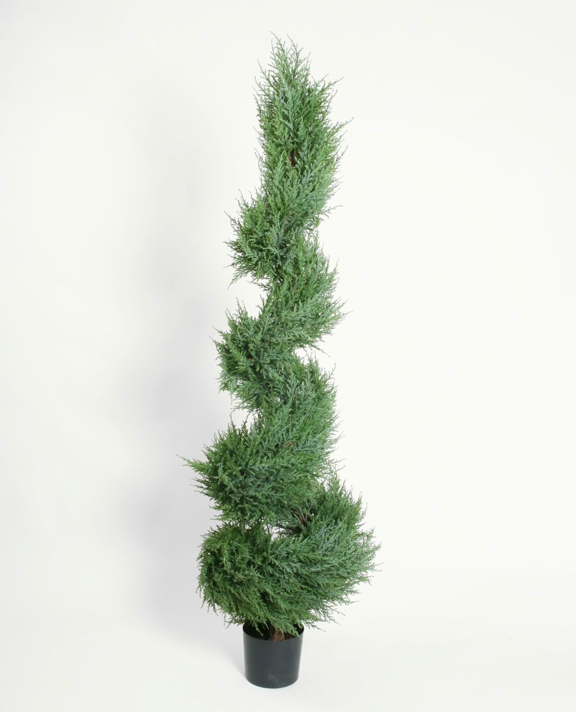 cypress spiral tree 