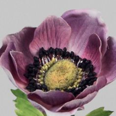 Anemone