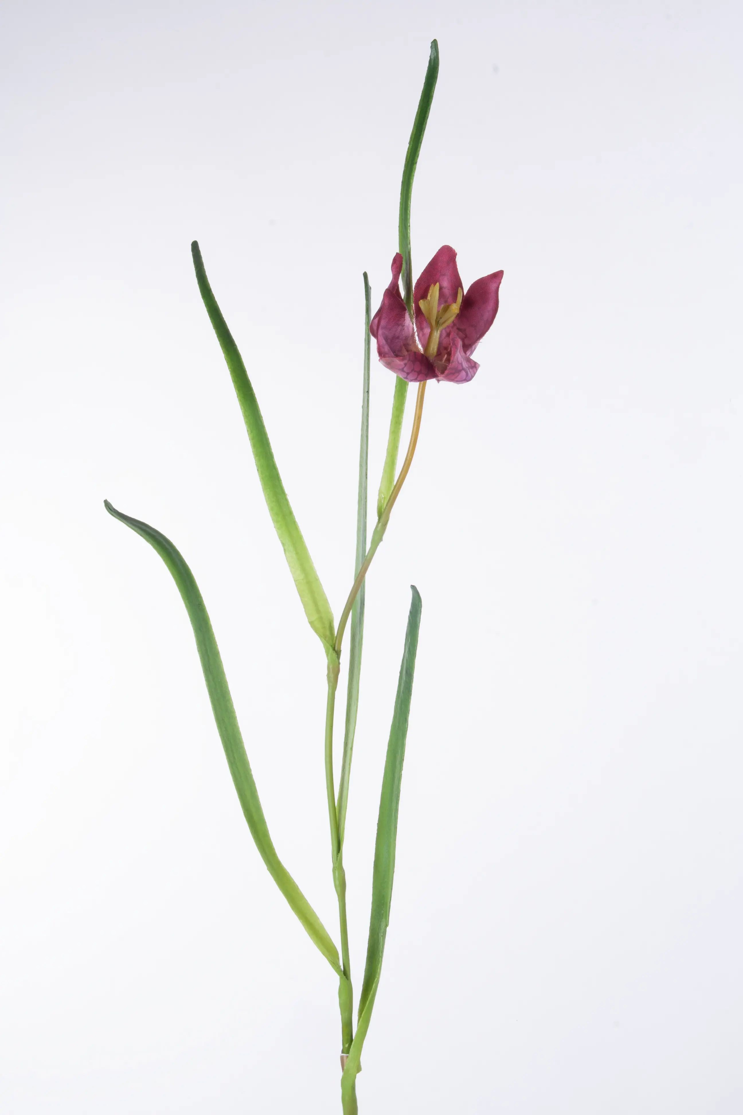 Fritillaria