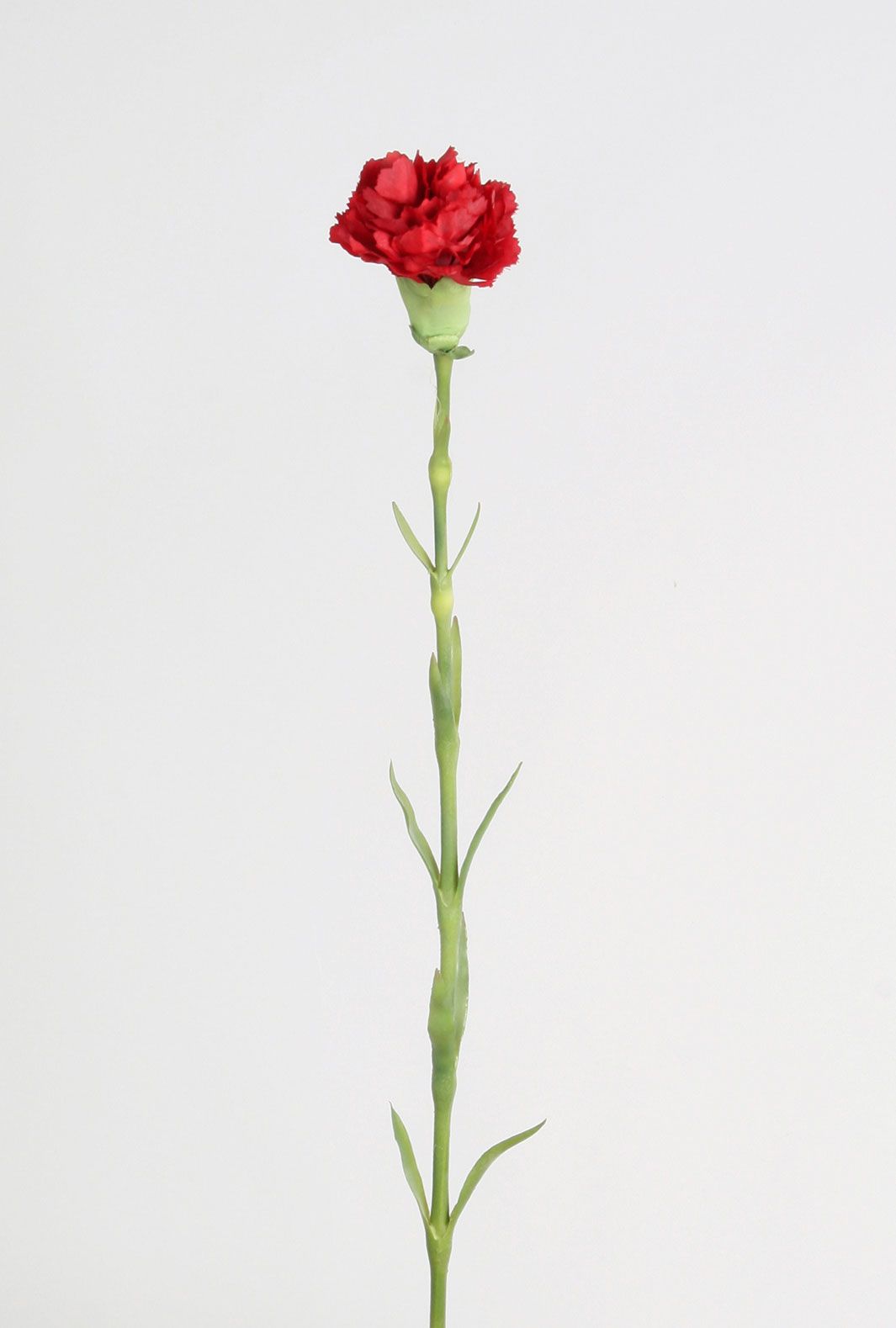 carnation