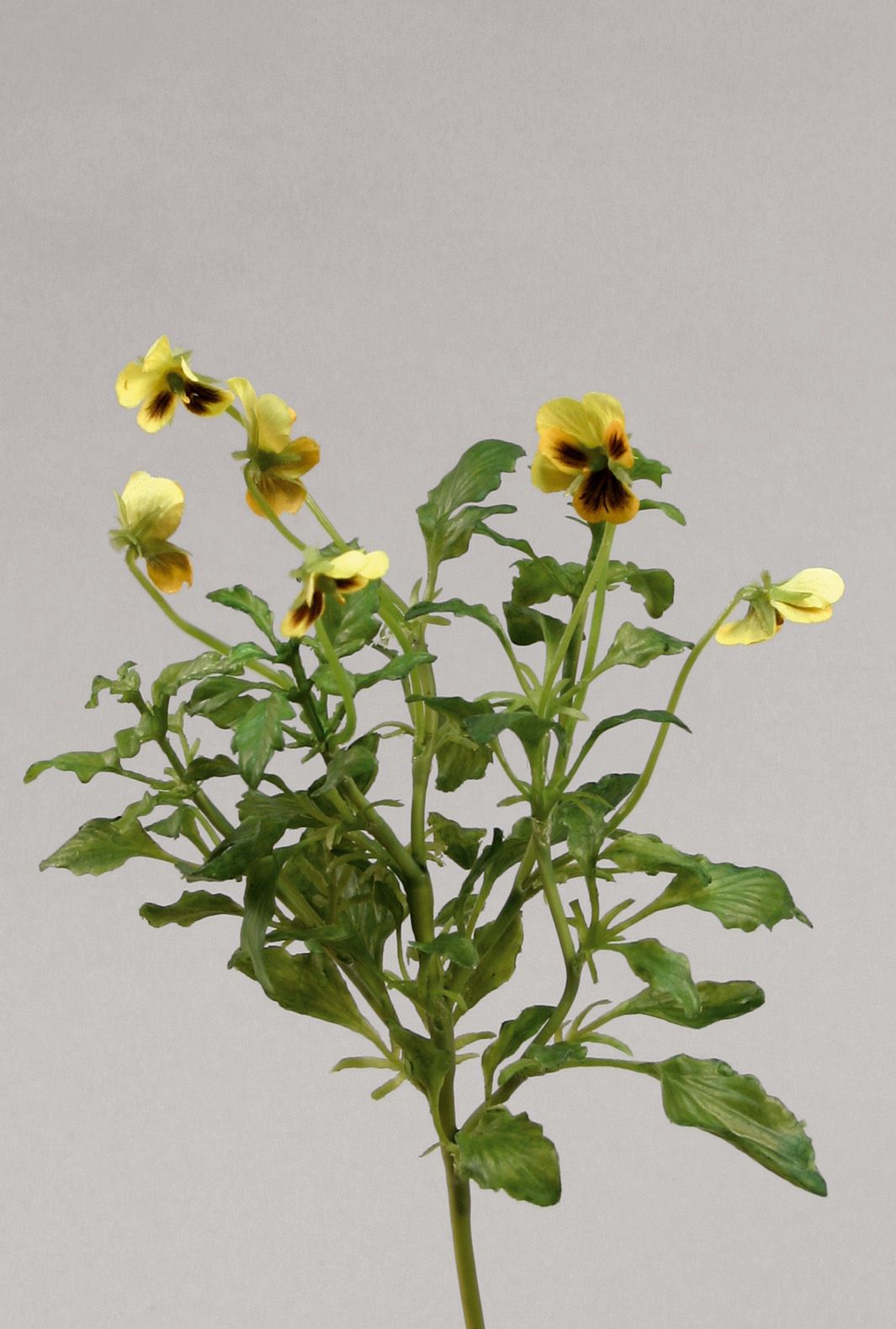 Viola