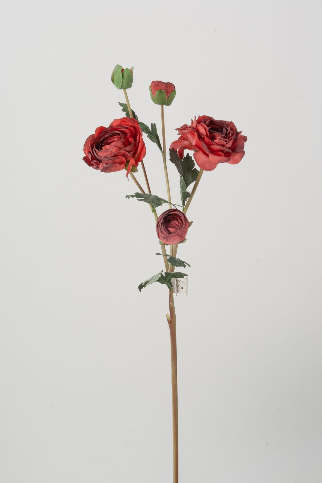 Ranuculus 
