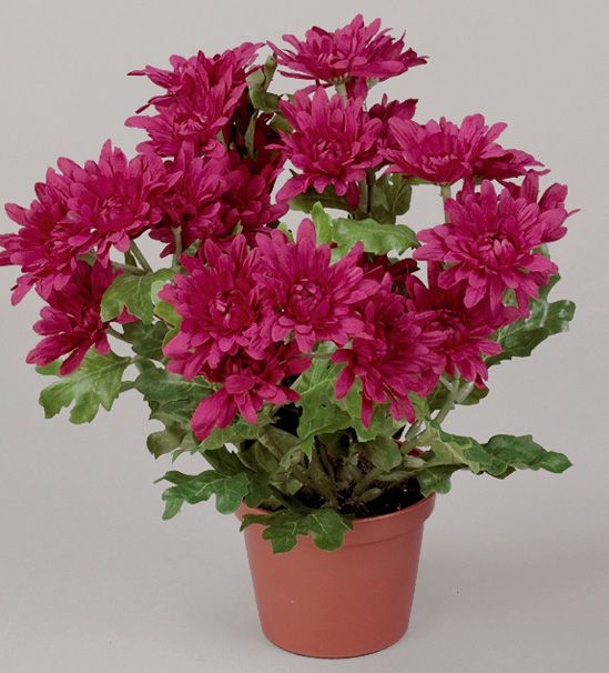 Chrysanthemum
