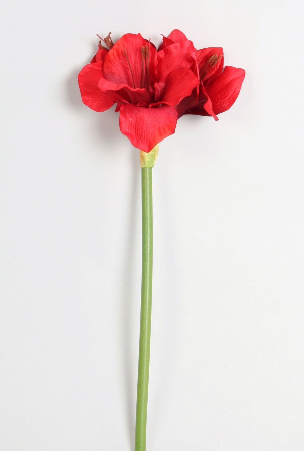 Amaryllis