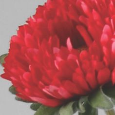 Chrysantemum