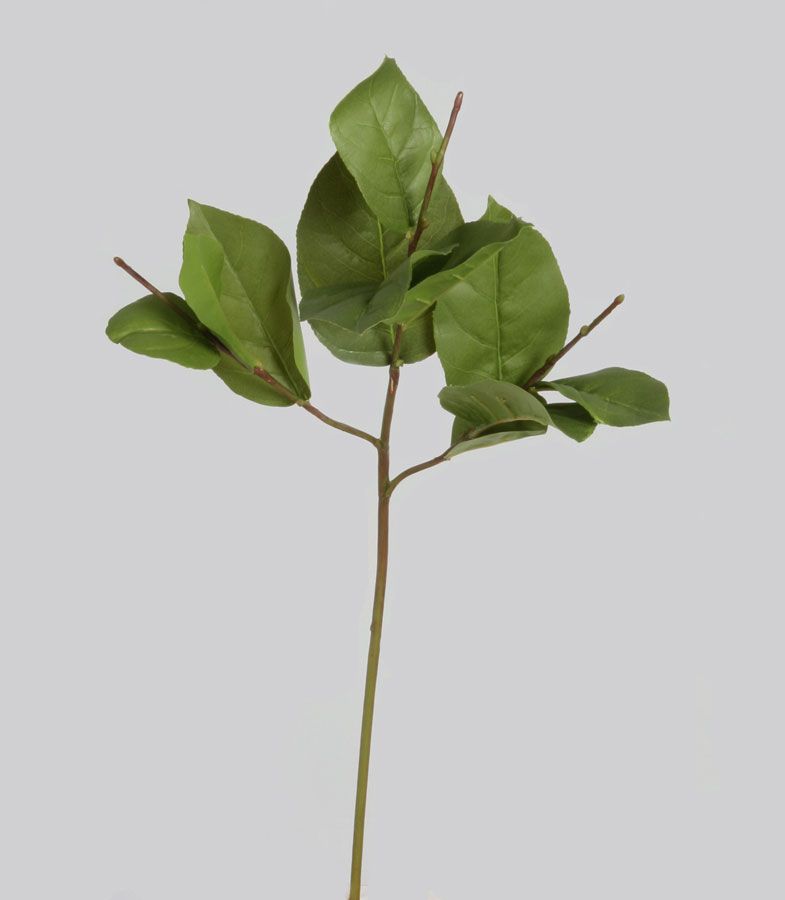 salal 