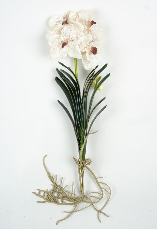 Orchid