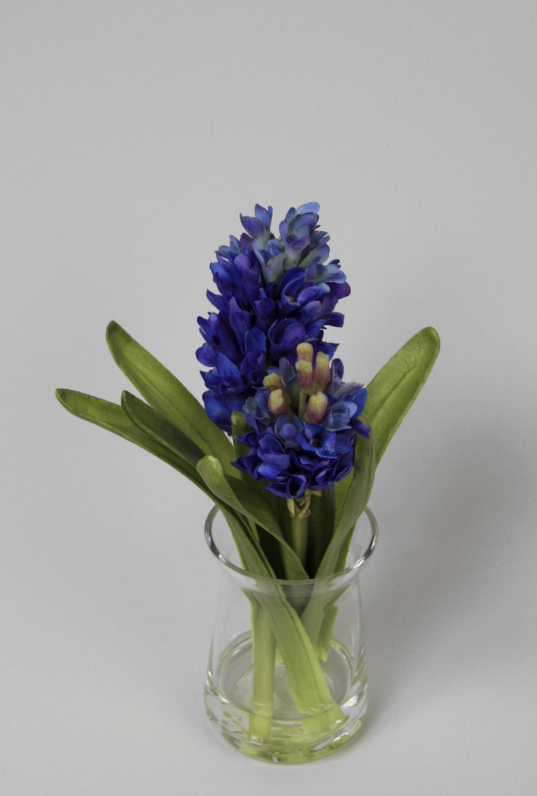 hyacinth in water