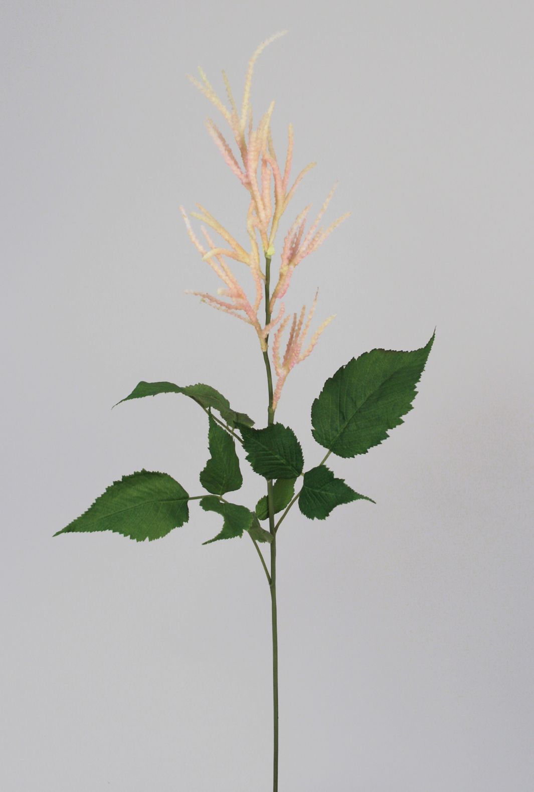 Auruncus flower spray 