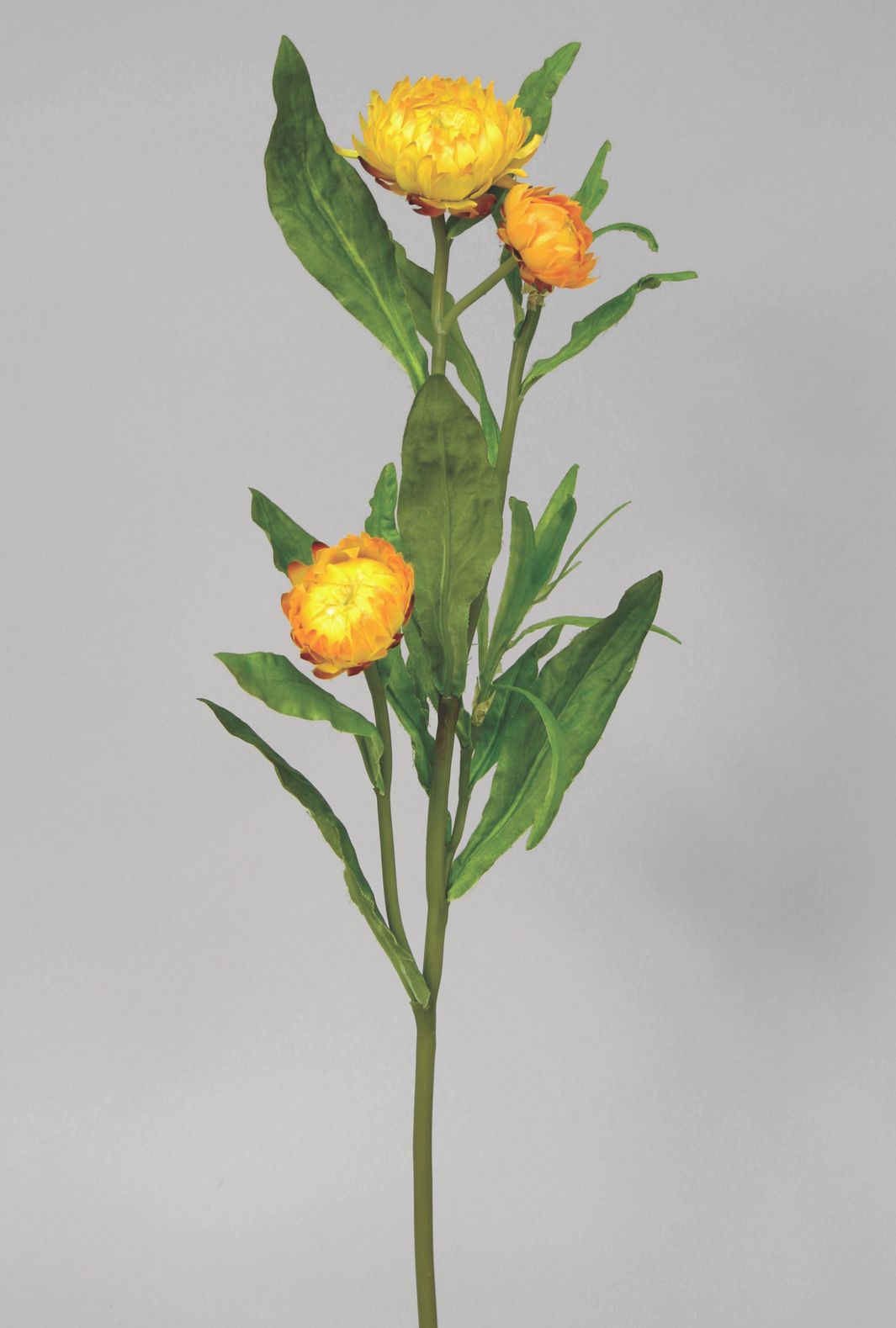 Starflower