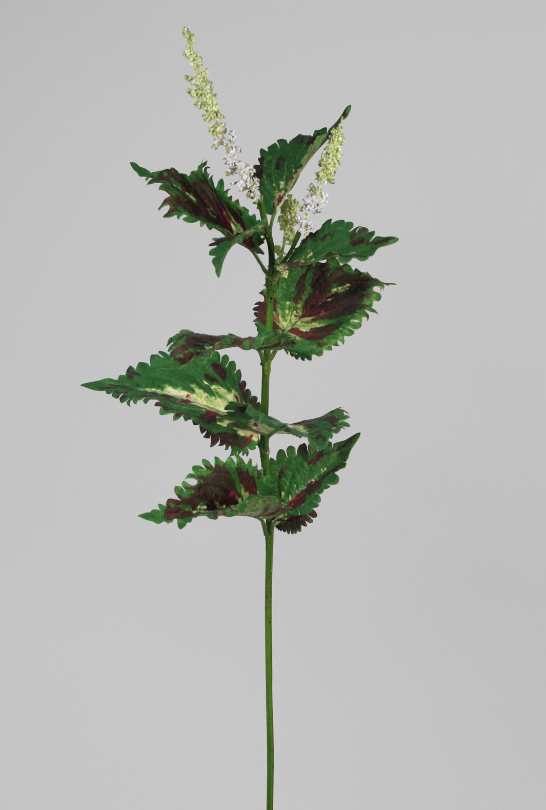 Nettle 