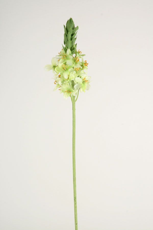 ornithogalum 