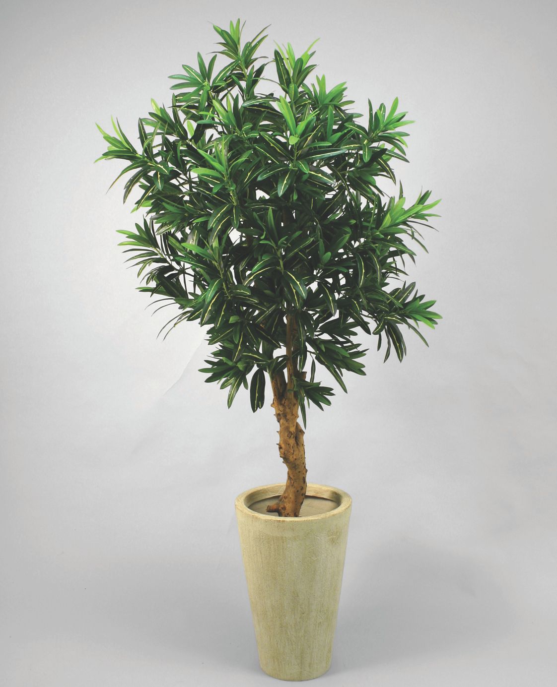 Croton