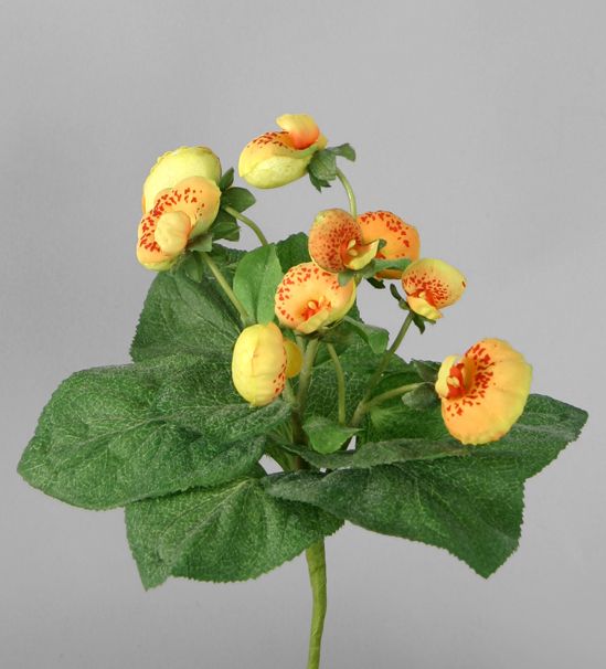 Pocket Book Plant