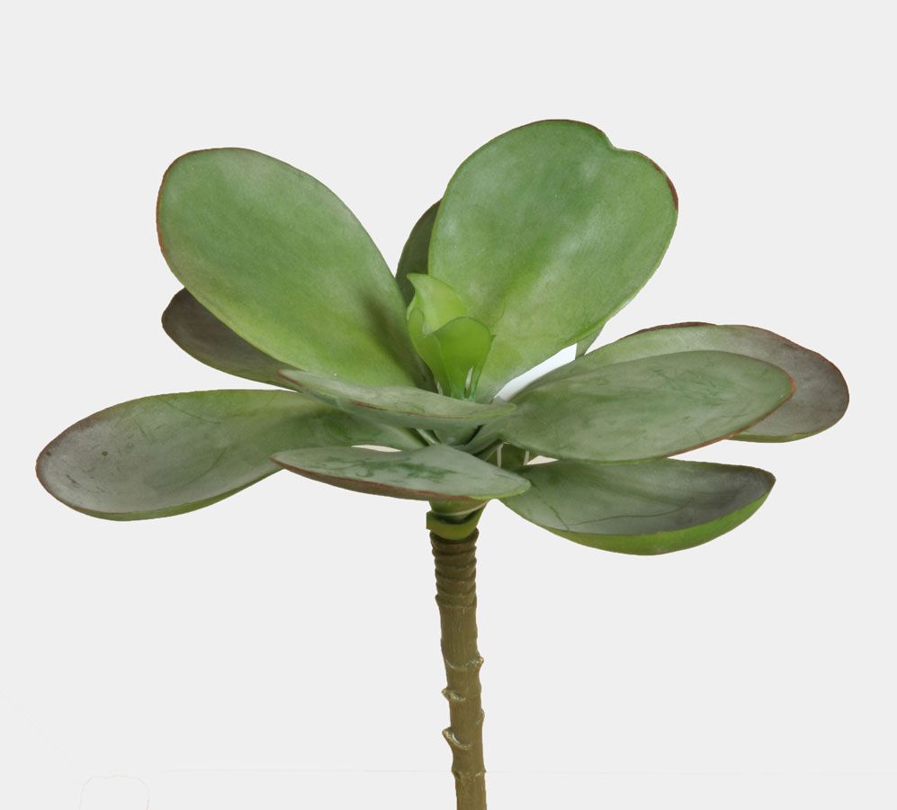 succulent 