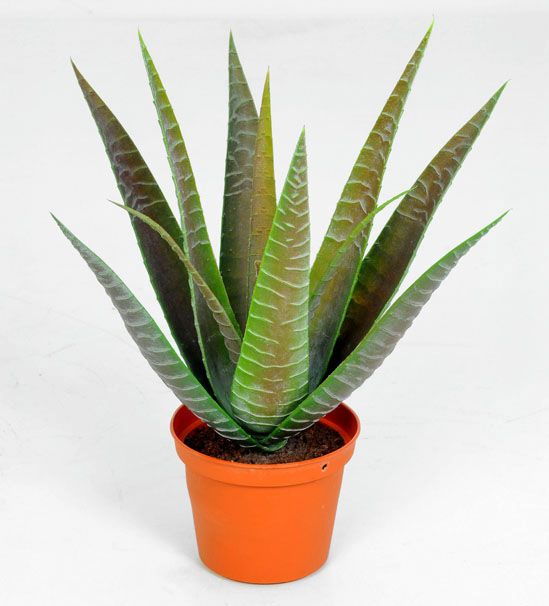 furcraea 