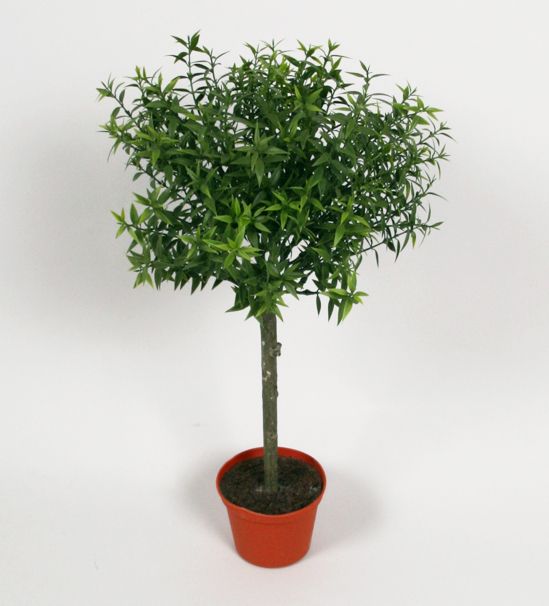 Eucalyptus