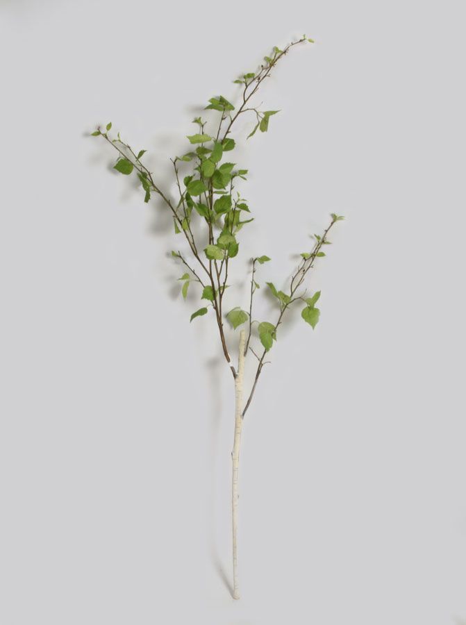 birch spray 