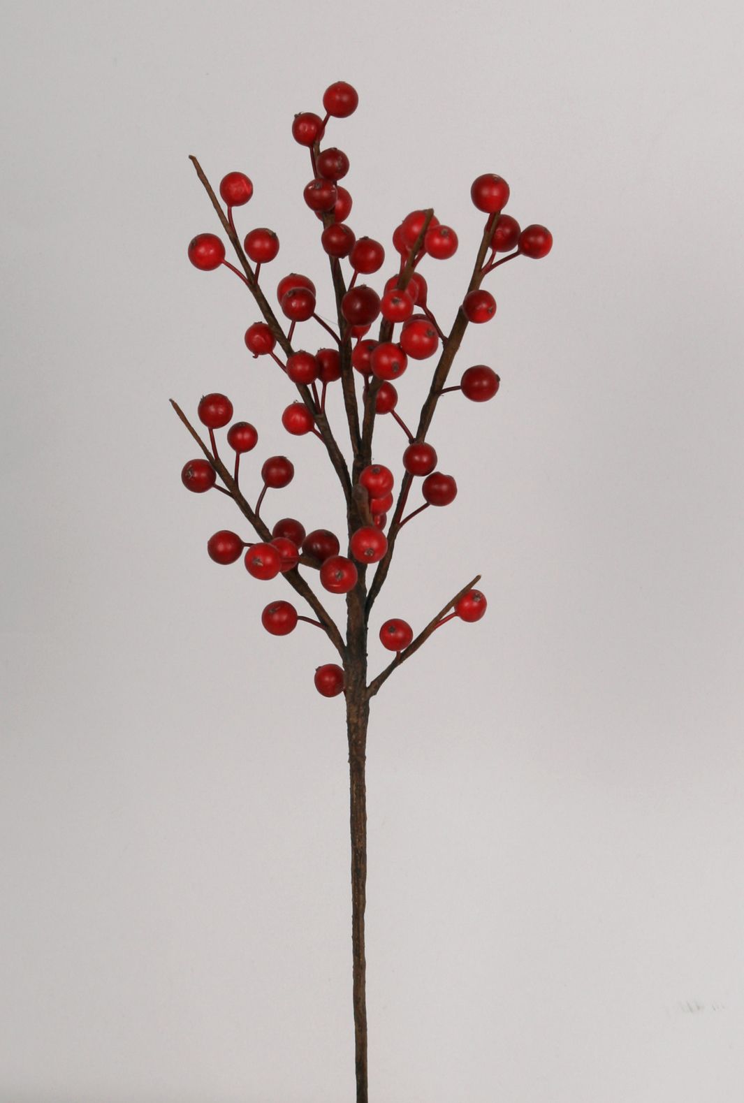 ilex spray 
