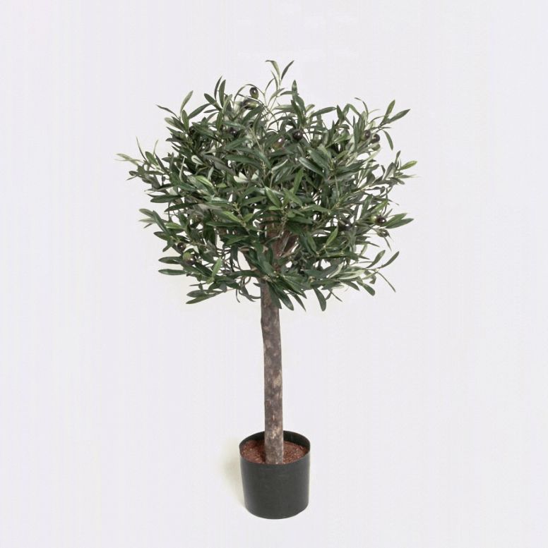 Olive Tree