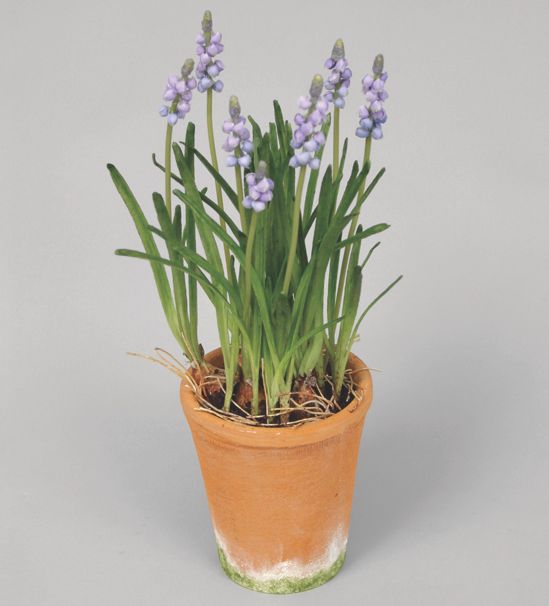 grape hyacint in pot 