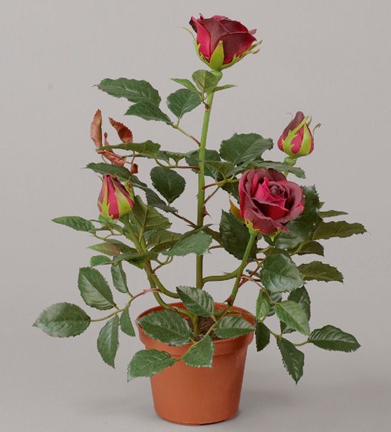 Lady rose red 
