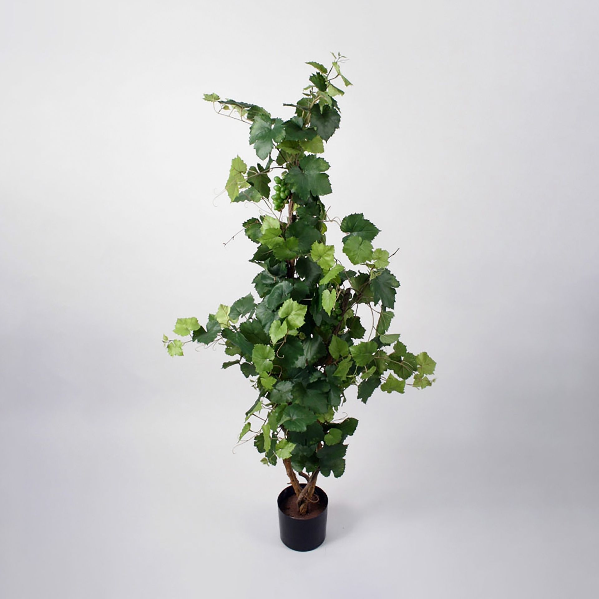 grape ivy 