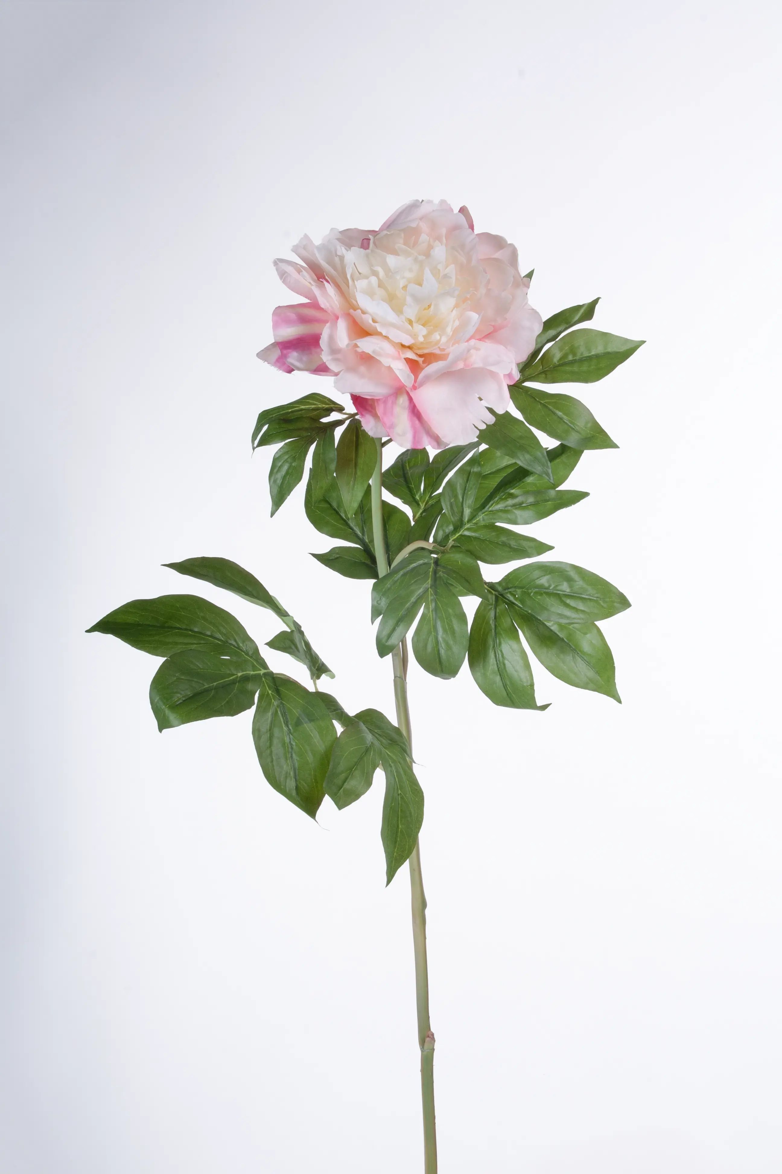 Japanese peony 