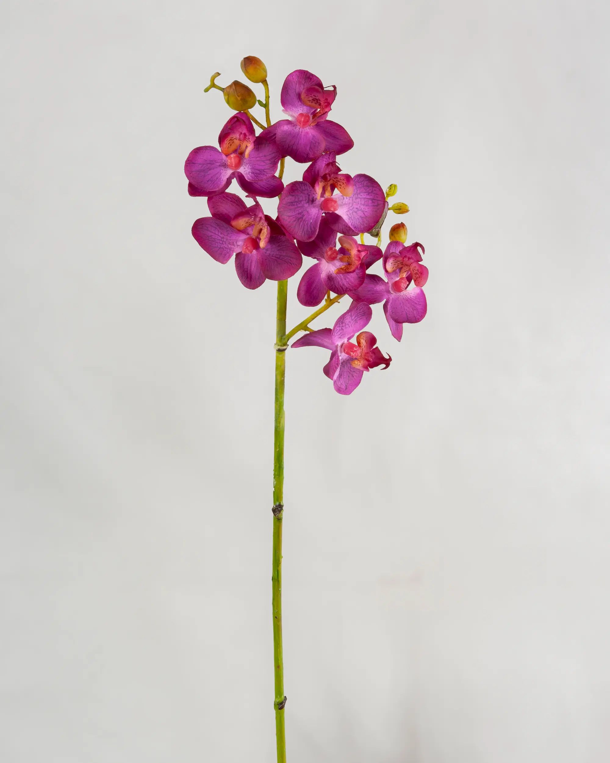 Orchid