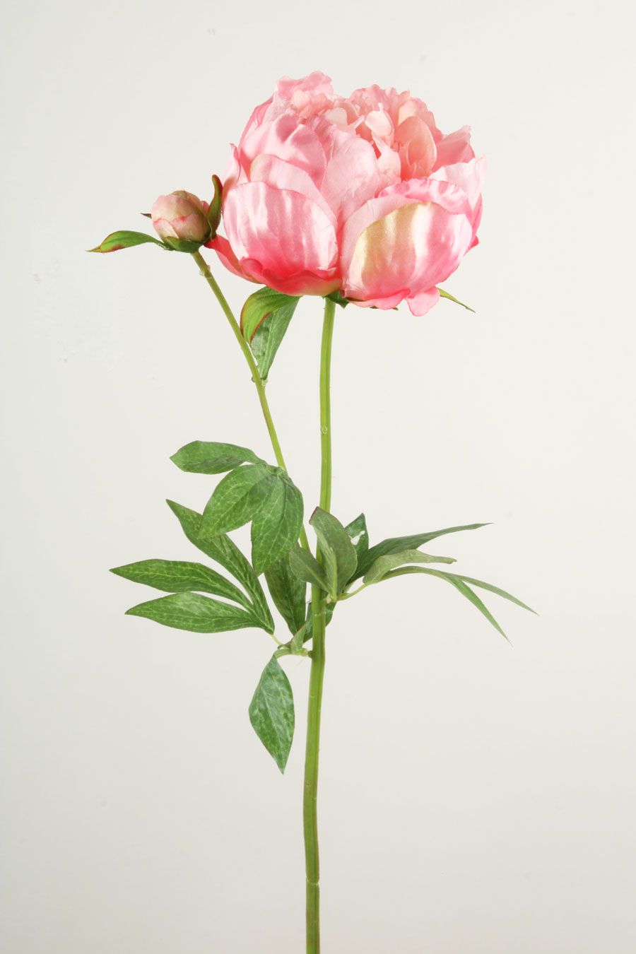 Peony