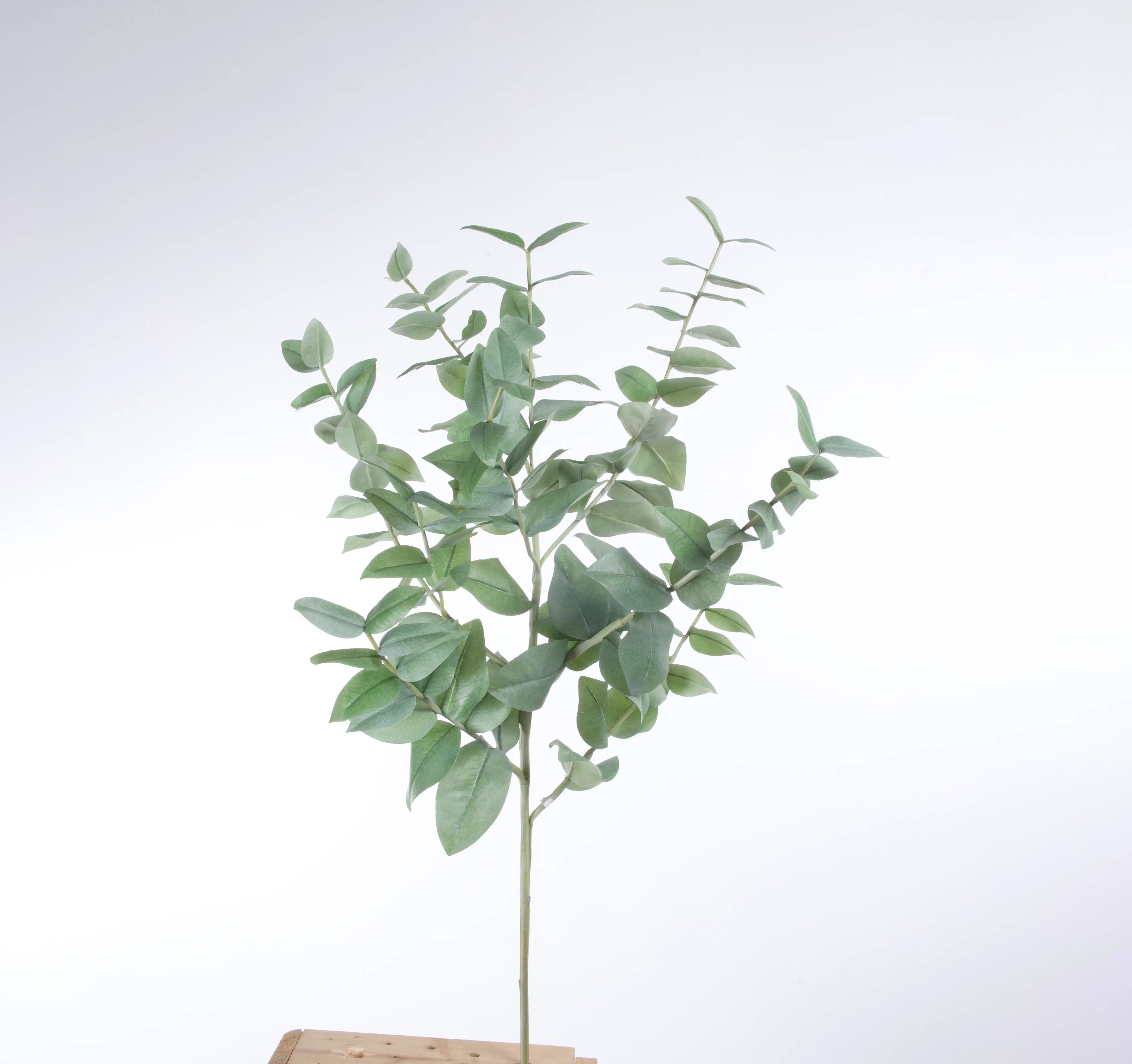 Eucalyptus 