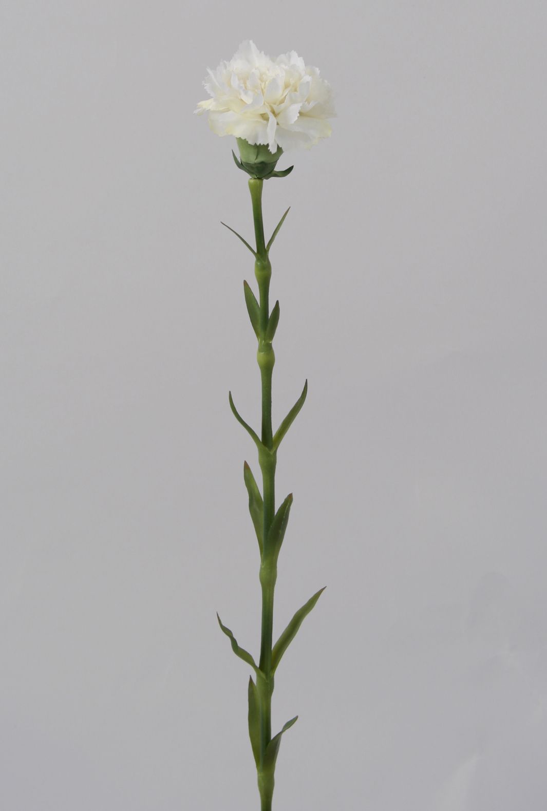 carnation