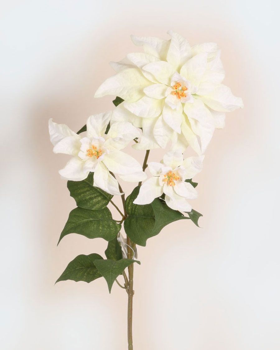 Poinsettia