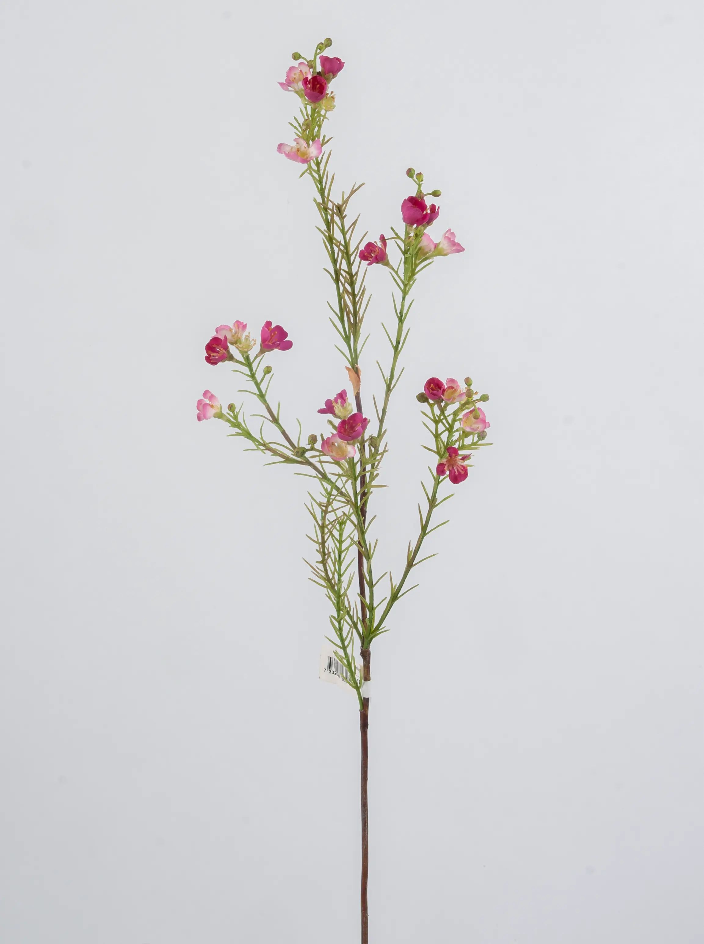 Wax flower