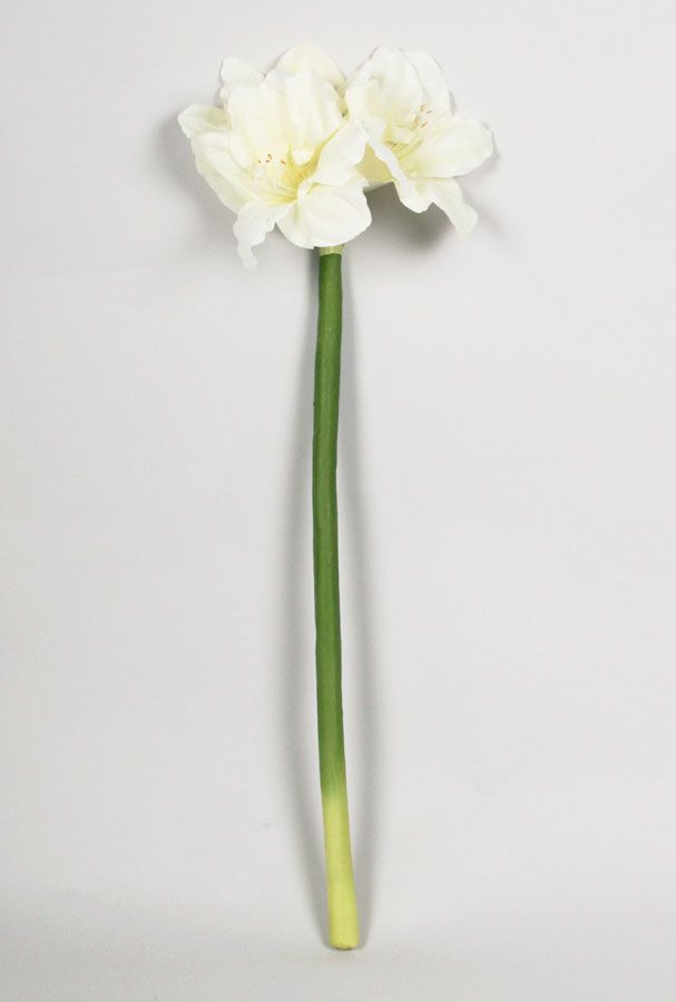 Amaryllis