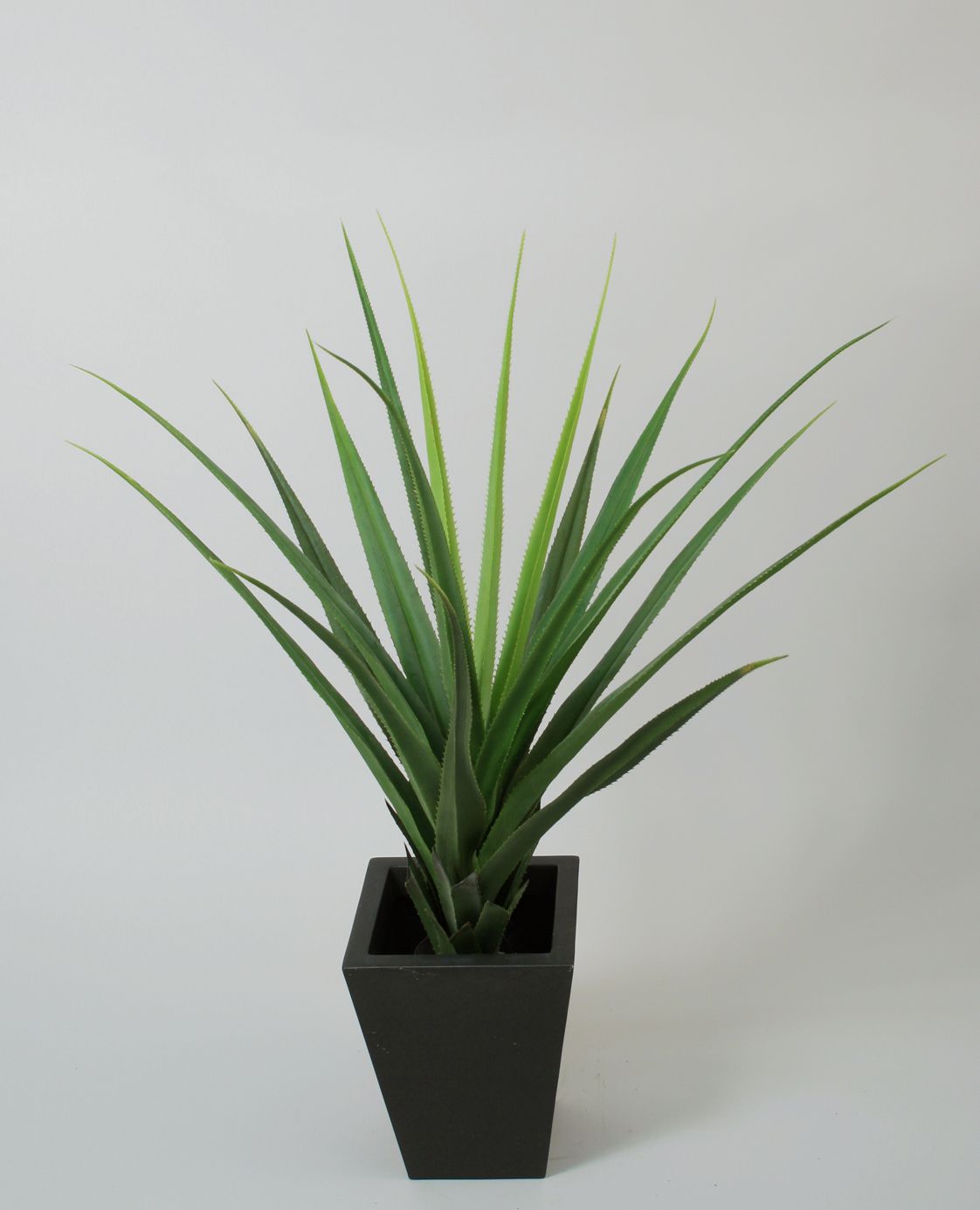 Agave