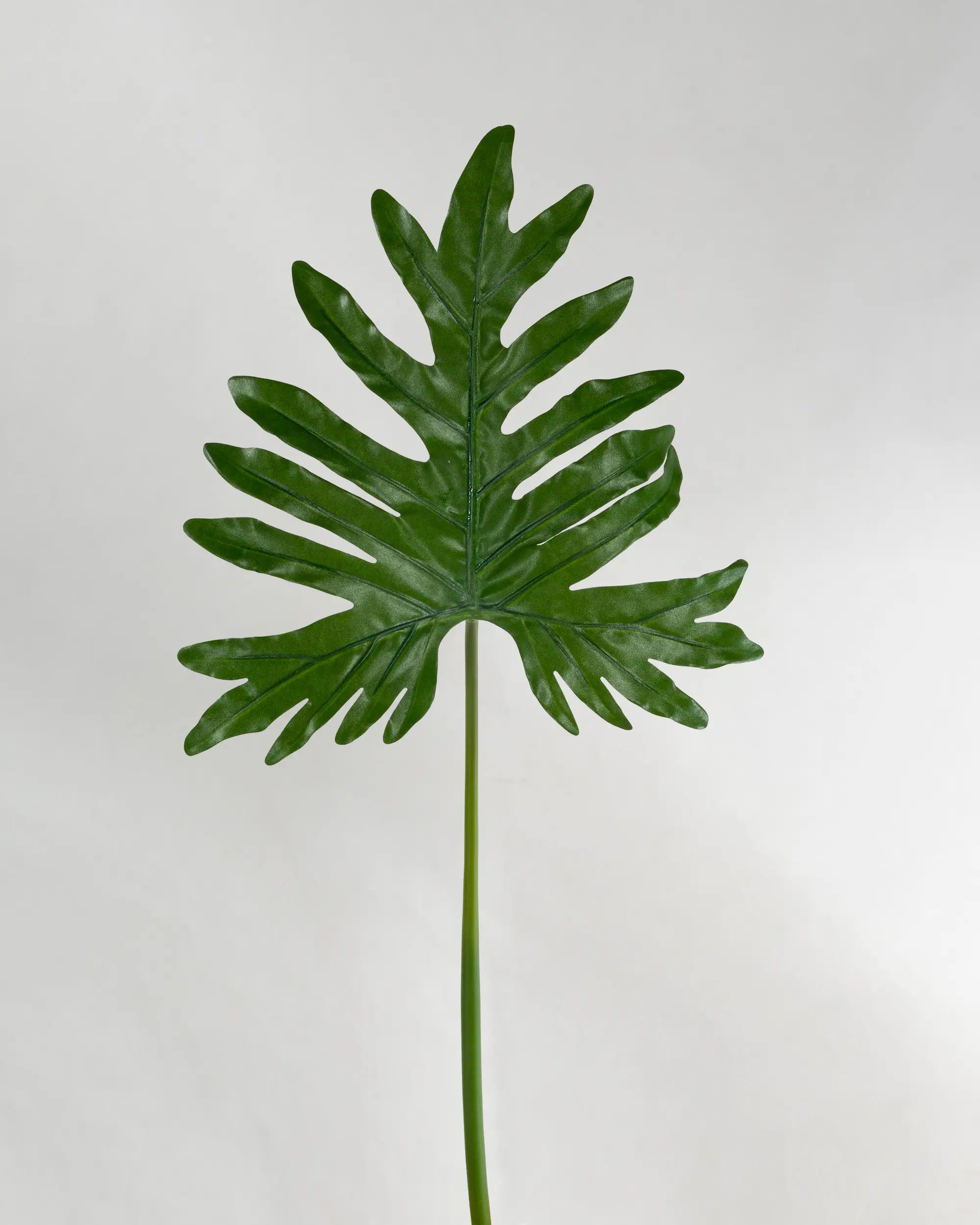 Philodendron Selloum