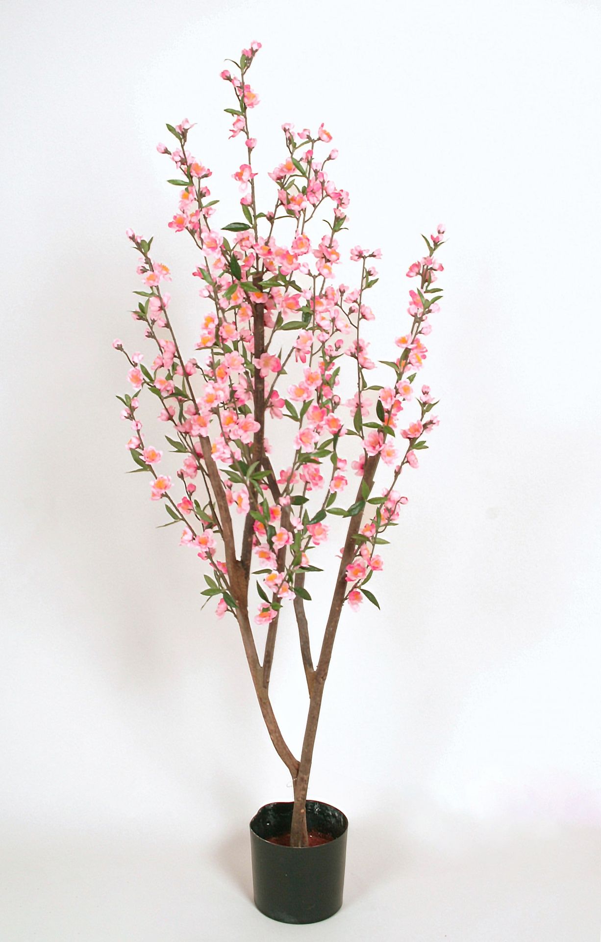 cherry blossom 
