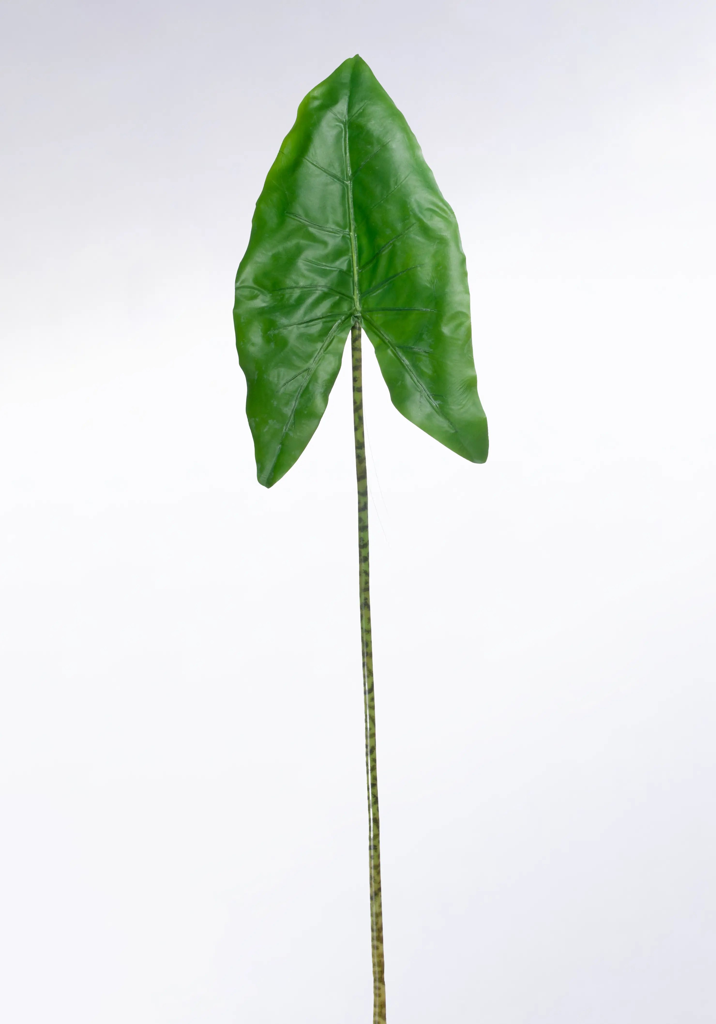 Alocasia Zebra