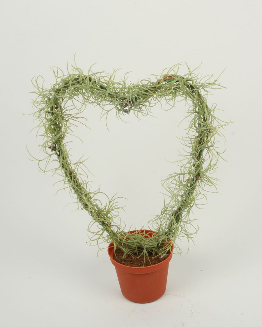 spanish moss heart 